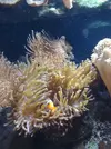 [TodoMarino.com] Unas fotos de mi acuario