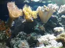 [TodoMarino.com] Unas fotos de mi acuario