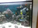 [TodoMarino.com] 4 Angeles en mi acuario