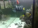 [TodoMarino.com] 4 Angeles en mi acuario