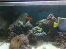 [TodoMarino.com] 4 Angeles en mi acuario