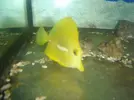 [TodoMarino.com] ayuda zebrasoma amarillo con raya blanca