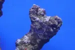 [TodoMarino.com] gusano plumero?