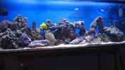 [TodoMarino.com] Me encanta mi acuario... Y a ti el tuyo???