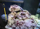 [TodoMarino.com] NANO REEF 60l comenzando...