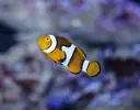 [TodoMarino.com] NANO REEF 60l comenzando...