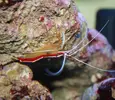 [TodoMarino.com] NANO REEF 60l comenzando...
