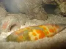 [TodoMarino.com] Mi peque de 60 L