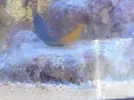 [TodoMarino.com] Mi peque de 60 L