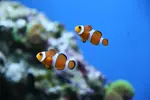 [TodoMarino.com] ¡¡¡¡ Por fin !!!!! Ya empiezo proyecto 220L