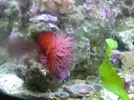 [TodoMarino.com] Actinia equina
