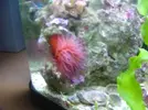 [TodoMarino.com] Actinia equina