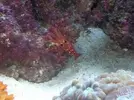 [TodoMarino.com] mi nuevo pequeño 48l.