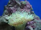 [TodoMarino.com] Identificación coral