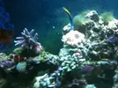 [TodoMarino.com] Dimidiatus con cabeza amarilla