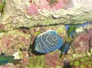 [TodoMarino.com] el acuario del hepatus gaditanus