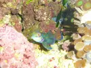 [TodoMarino.com] el acuario del hepatus gaditanus