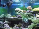 [TodoMarino.com] el acuario del hepatus gaditanus