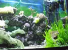 [TodoMarino.com] el acuario del hepatus gaditanus