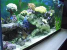 [TodoMarino.com] el acuario del hepatus gaditanus