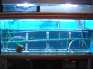 [TodoMarino.com] Acuario de Juanlu
