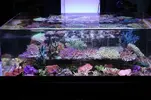 [TodoMarino.com] Coral, Coral, Coral....CORAL REEF - NUEVA Llegada CORAL -