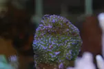 [TodoMarino.com] Coral, Coral, Coral....CORAL REEF - NUEVA Llegada CORAL -