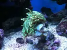 [TodoMarino.com] Euphyllia muriendo