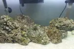 [TodoMarino.com] ¿Me ayudais a identificar lo que tengo en mi acuario?