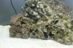 [TodoMarino.com] ¿Me ayudais a identificar lo que tengo en mi acuario?