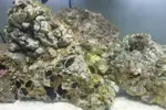 [TodoMarino.com] ¿Me ayudais a identificar lo que tengo en mi acuario?