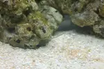 [TodoMarino.com] ¿Me ayudais a identificar lo que tengo en mi acuario?