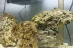 [TodoMarino.com] ¿Me ayudais a identificar lo que tengo en mi acuario?