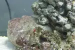 [TodoMarino.com] ¿Me ayudais a identificar lo que tengo en mi acuario?