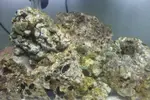 [TodoMarino.com] ¿Me ayudais a identificar lo que tengo en mi acuario?