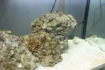 [TodoMarino.com] ¿Me ayudais a identificar lo que tengo en mi acuario?