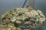[TodoMarino.com] ¿Me ayudais a identificar lo que tengo en mi acuario?
