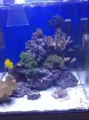 [TodoMarino.com] Poner aquí la foto de vuestro acuario...