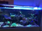 [TodoMarino.com] Poner aquí la foto de vuestro acuario...