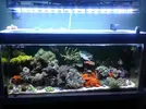 [TodoMarino.com] Poner aquí la foto de vuestro acuario...