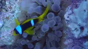 [TodoMarino.com] Mar Rojo