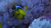 [TodoMarino.com] Mar Rojo
