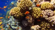 [TodoMarino.com] Mar Rojo