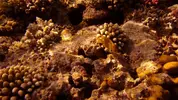 [TodoMarino.com] Mar Rojo