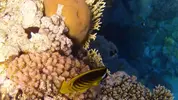 [TodoMarino.com] Mar Rojo