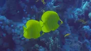 [TodoMarino.com] Mar Rojo