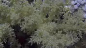 [TodoMarino.com] Mar Rojo