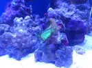 [TodoMarino.com] eheim 35L