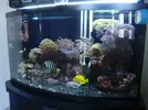 [TodoMarino.com] Mi acuario recien montado...