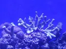 [TodoMarino.com] ayuda con corales